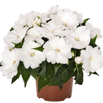 Impatiens - 'Magnum Clear White' New Guinea Impatiens