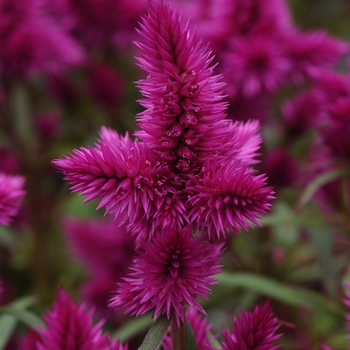 Celosia spicata - Intenz™ 'Classic' Cockscomb
