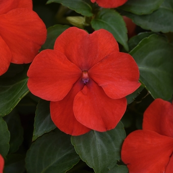 Impatiens walleriana - Beacon™ 'Bright Red'
