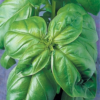 Ocimum basilicum - 'Genovese' Basil