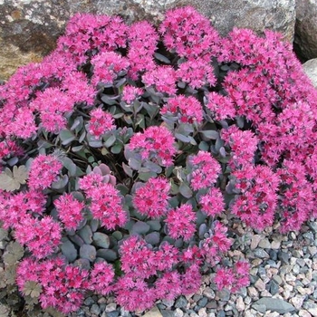 Sedum cauticola - 'Lidakense' Stonecrop