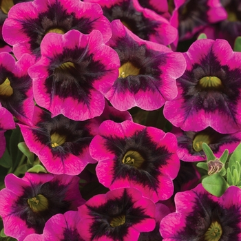 Calibrachoa - Superbells® 'Blackcurrant Punch™'