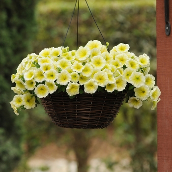 Petunia - Easy Wave® 'Yellow'
