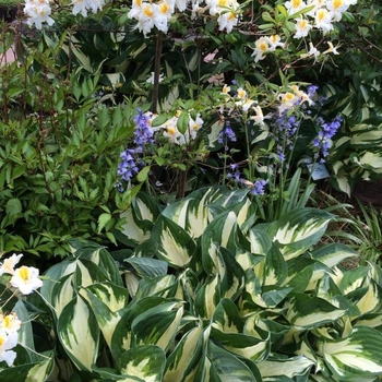 Hosta fortunei - 'Fire & Ice' Hosta, Plantain Lily