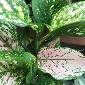 Aglaonema - 'Wishes' Chinese Evergreen