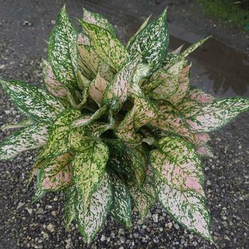 Aglaonema - 'Etta Rose' Chinese Evergreen