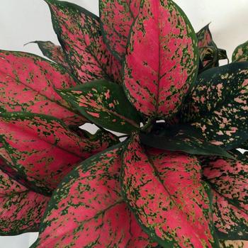 Aglaonema commutatum - 'Red Valentine' Chinese Evergreen
