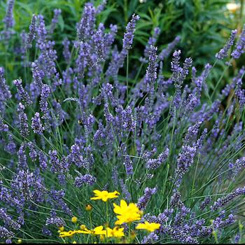 Lavandula x intermedia - ''Grosso'' Lavender