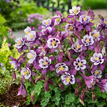 Aquilegia caerulea (Columbine) - Earlybird™ Purple White
