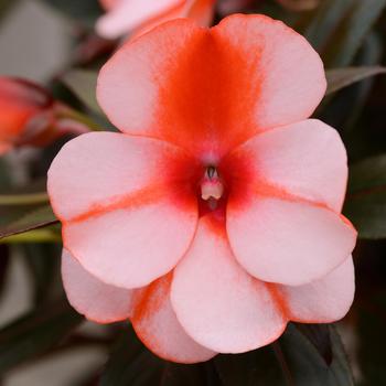 Impatiens hawkeri (New Guinea Impatiens) - Clockwork™ 'Orange Stripe'