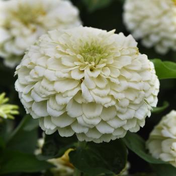 Zinnia elegans - Zesty™ White