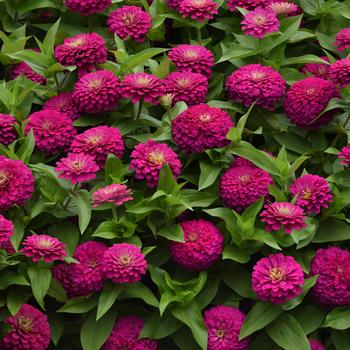 Zinnia elegans - Zesty™ Fuchsia