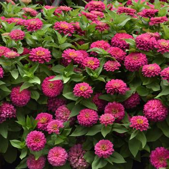 Zinnia elegans - Zesty™ Pink