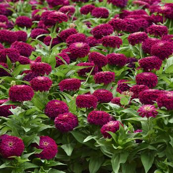 Zinnia elegans - Zesty™ Purple