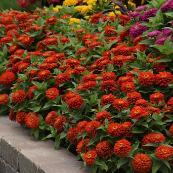 Zinnia elegans - Zesty™ Scarlet