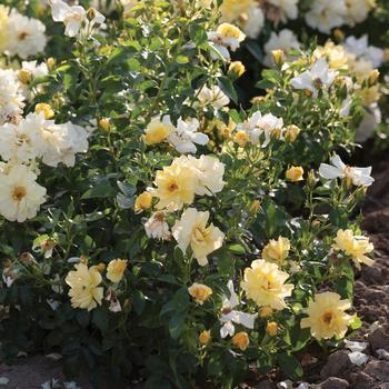 Rosa - 'Lemon Drift®' Rose