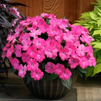 Impatiens - SunPatiens® Hot Pink