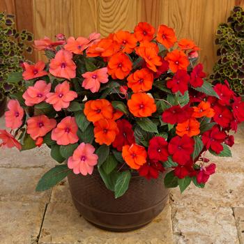 Impatiens - SunPatiens® Summer Salsa Mix