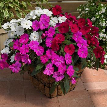 Impatiens - SunPatiens® Best Friends Mix