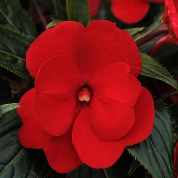 Impatiens hawkeri (New Guinea Impatiens) - Clockwork™ ''Red''