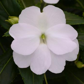 Impatiens hawkeri (New Guinea Impatiens) - Clockwork™ 'White'