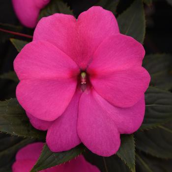 Impatiens hawkeri (New Guinea Impatiens) - Clockwork™ 'Rose'