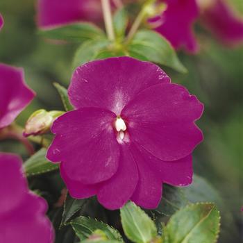 Impatiens hawkeri (New Guinea Impatiens) - Celebration 'Purple'