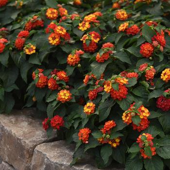 Lantana camara - Bloomify™ 'Red'