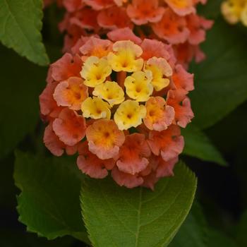 Lantana camara - Bloomify™ 'Mango'