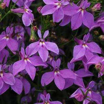 Lobelia erinus (Trailing Lobelia) - Magadi™ 'Compact Purple'