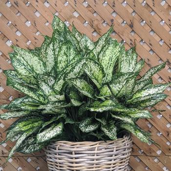 Aglaonema - 'Spring Snow' Chinese Evergreen