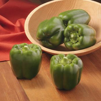 Capsicum annuum - 'Bayonet' Bell Pepper