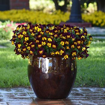 Viola x wittrockiana (Pansy) - Cool Wave® 'Fire'