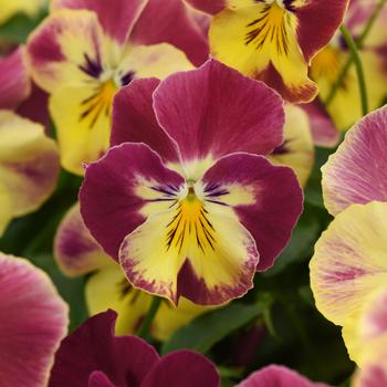 Viola x wittrockiana (Pansy) - Cool Wave® 'Strawberry Swirl'