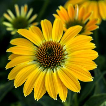 Echinacea (Coneflower) - Sombrero® 'Summer Solstice'