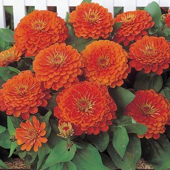 Zinnia elegans - Zinnia