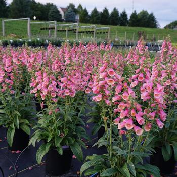 Digitalis - 'Arctic Fox Rose' Foxglove