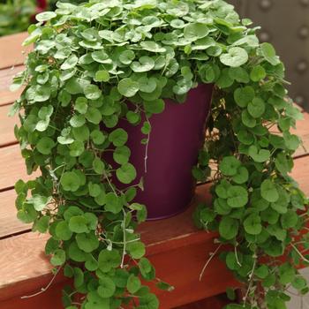 Dichondra repens - 'Emerald falls'