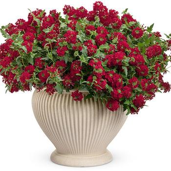 Verbena - Superbena Royale® 'Red'