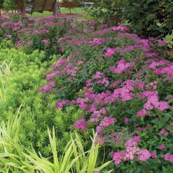 Spiraea bumalda - 'Little Bonnie™' Spirea