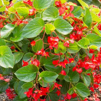 Begonia x benariensis - Whopper® 'Red with Green Leaf'