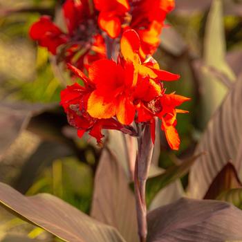 Canna x generalis (Canna Lily) - Cannova® 'Bronze Scarlet'