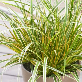 Carex oshimensis (Sedge) - EverColor® 'Everglow'