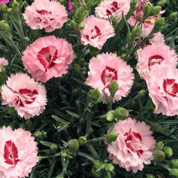 Dianthus (Pinks) - Scent First® 'Raspberry Surprise'