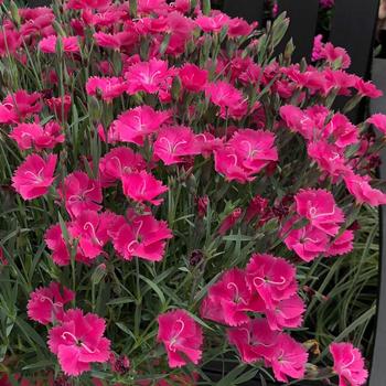 Dianthus (Pinks) - Vivid™ 'Bright Light'