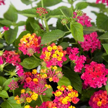Lantana camara - Little Lucky™ 'Hot Pink'