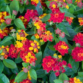 Lantana camara - Little Lucky™ 'Red'