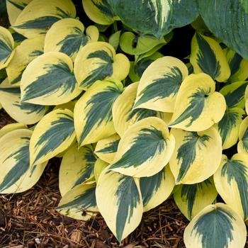 Hosta (Hosta, Plantain Lily) - Shadowland® 'Autumn Frost'