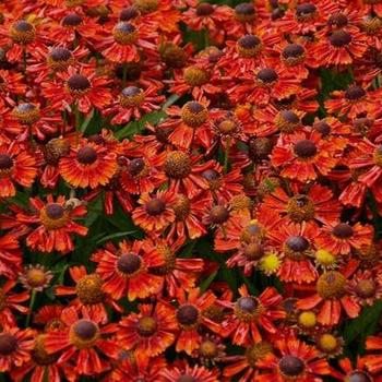Helenium autumnale (Helen's Flower) - Mariachi™ 'Salsa'