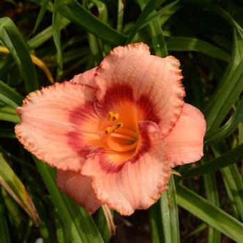 Hemerocallis - 'Strawberry Candy' Daylily-Designer